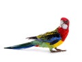 Parrot Rosella isolated Royalty Free Stock Photo