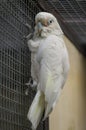 Parrot in a Russian zoo.