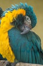 Parrot in a Russian zoo.