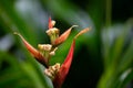 ParrotÃ¢â¬â¢s Beak or False Bird of Paradise, Red heliconia under the rain. Also known with name parrot's beak, parakeet flower,