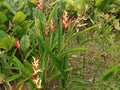 parrot's beak or helicornia psittacorum flowers and plant closeup