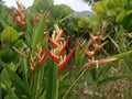 parrot's beak or helicornia psittacorum flowers and plant closeup