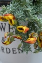 Trailing Lotus berthelotii, red-yellow parrot beak flowers