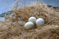 Parrot`s eggs in the nest.