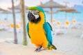 Parrot on the sand beach on the Mediterranean sea Royalty Free Stock Photo