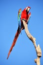 Parrot: scarlet macaw