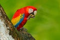 Parrot Scarlet Macaw, Ara macao, in green tropical forest with nut, Costa Rica, Wildlife scene from tropic nature. Red bird in the Royalty Free Stock Photo