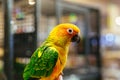 Parrot scratching his beak with his Claws Royalty Free Stock Photo