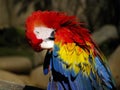 Parrot Scratching its Body with Its Beak Royalty Free Stock Photo