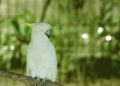 parrot sightings, selective focus Royalty Free Stock Photo