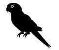 Parrot silhouette