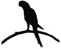 Parrot silhouette