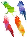 Parrot Silhouette. watercolor