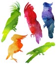 Parrot Silhouette. watercolor