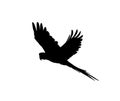 Black parrot silhouette on white background. Royalty Free Stock Photo