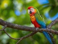 A parrot sits on a branch and straightens its feathers,