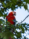 parrot sitting on a branch freely in zoo