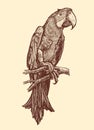 Parrot sitting on a branch. Hand drawn animal sketch vintage vector illustration