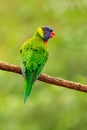 Parrot sitting on the branch. Rainbow Lorikeets Trichoglossus haematodus, colourful parrot sitting on the branch, animal in the na Royalty Free Stock Photo