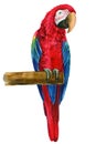 Parrot sitting on a branch, red macaw, isolated white background, Hand painted watercolor illustration Royalty Free Stock Photo