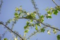Low angle view of a parrot sitting on a branch of a tree under a blue sky Royalty Free Stock Photo