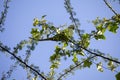 Low angle view of a parrot sitting on a branch of a tree under a blue sky Royalty Free Stock Photo