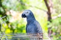 Parrot sitting on the cage Royalty Free Stock Photo