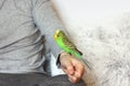 A parrot is sitting on a hand. Bird