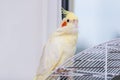 Parrot is sitting on his cage and holds his feather Royalty Free Stock Photo