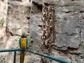 Parrot sitting on a railing Royalty Free Stock Photo