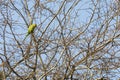 Parrot sitting on a tree in a city park Royalty Free Stock Photo