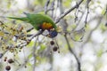 Parrot sitting on a tree eating fruits