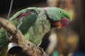 Parrot Sitting on Tree