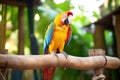 a parrot sitting on a wooden bird perch Royalty Free Stock Photo