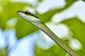 Parrot snake, Corcovado National Park, Costa Rica