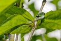 Parrot snake, Satiny Parrot Snake, Leptophis depressirostris, Tropical Rainforest, Corcovado National Park