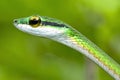 Parrot Snake, Corcovado National Park, Costa Rica