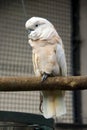 parrot Solomon`s cockatoo pink bird tuft tropics Solomon Islands plumage