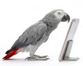 the parrot is standing in front of the phone looking at it. Royalty Free Stock Photo