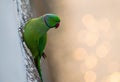 parrot stick to wall, ring necked indian parrot, parakeet Royalty Free Stock Photo