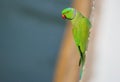 parrot stick to wall, ring necked indian parrot, parakeet, Royalty Free Stock Photo