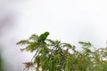 parrot sit on the top of a tree