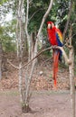 Parrot on the tree