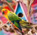 Parrot on a Tree Branch Royalty Free Stock Photo