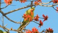 parrot on the tree eating fruit Royalty Free Stock Photo