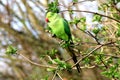 A Parrot in the Tree