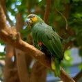 Parrot and tree