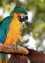 A parrot on a tree trunk