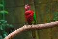 Parrot (Trichoglossus haematodus, lorius chlorocercus) Royalty Free Stock Photo