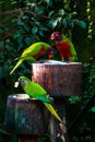 Parrot (Trichoglossus haematodus, lorius chlorocercus) Royalty Free Stock Photo